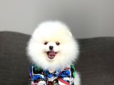 Safkan Pomeranian Arayanlara