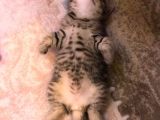 1.5 Aylık Dişi British Shorthair Silver Tabby
