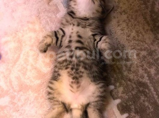 1.5 Aylık Dişi British Shorthair Silver Tabby görsel