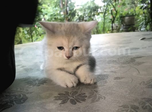 Brıtısh Yavru
