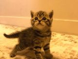 1.5 Aylık Dişi British Shorthair Silver Tabby
