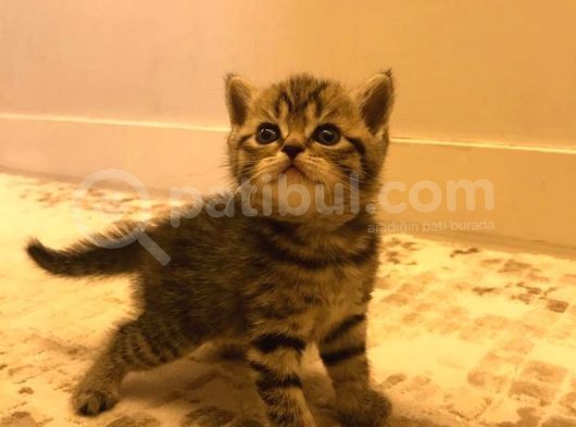 1.5 Aylık Dişi British Shorthair Silver Tabby görsel
