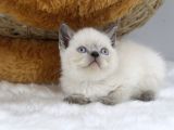 Blue Point Erkek British Shorthair Yavru