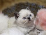 Blue Point Erkek British Shorthair Yavru