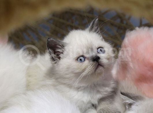 Blue Point Erkek British Shorthair Yavru