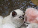 Blue Point Erkek British Shorthair Yavru