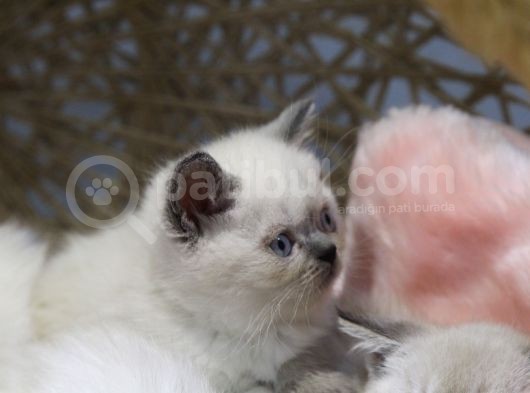 Blue Point Erkek British Shorthair Yavru görsel