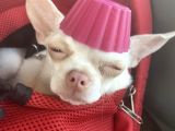 Chihuahua Albino Blue Eye