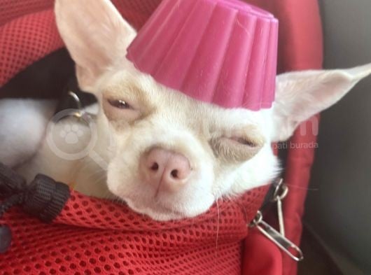 Chihuahua Albino Blue Eye görsel