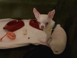 Chihuahua Albino Blue Eye