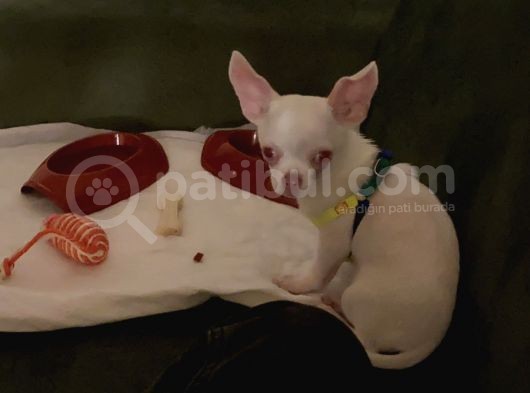 Chihuahua Albino Blue Eye