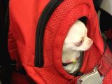 Chihuahua Albino Blue Eye