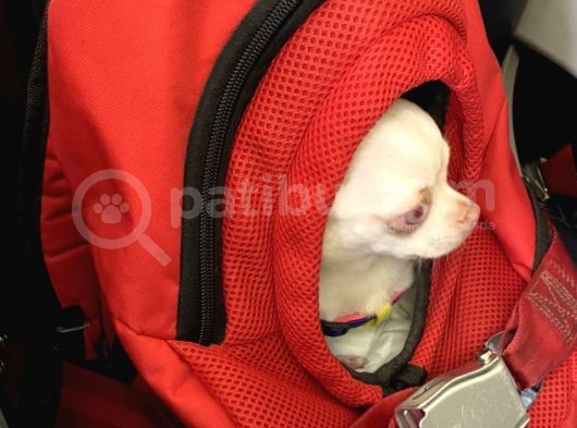 Chihuahua Albino Blue Eye görsel