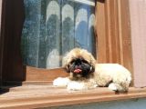 Tatlı Mı Tatlı Shih Tzu