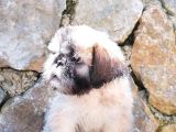 Tatlı Mı Tatlı Shih Tzu