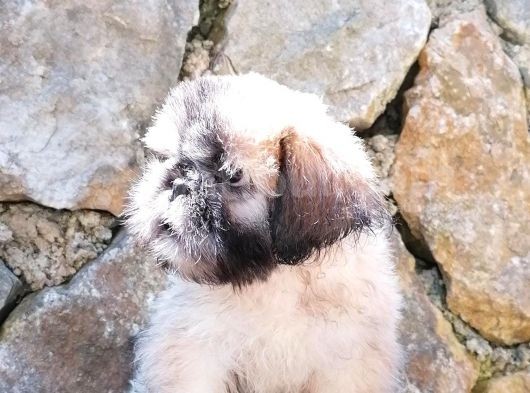 Tatlı Mı Tatlı Shih Tzu görsel