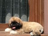 Tatlı Mı Tatlı Shih Tzu