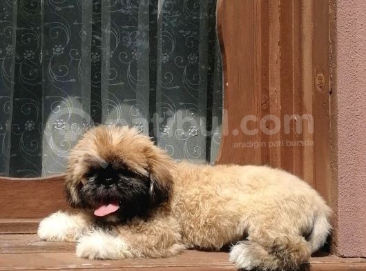 Tatlı Mı Tatlı Shih Tzu görsel