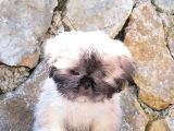 Tatlı Mı Tatlı Shih Tzu