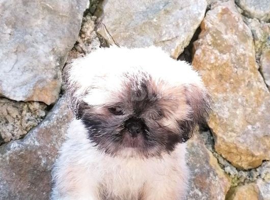 Tatlı Mı Tatlı Shih Tzu görsel