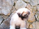 Tatlı Mı Tatlı Shih Tzu