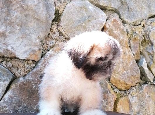 Tatlı Mı Tatlı Shih Tzu görsel