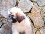 Tatlı mı Tatlı Shih Tzu