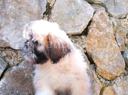 Tatlı Mı Tatlı Shih Tzu
