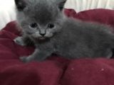 Safkan Ve Sağlıklı British Yavrular