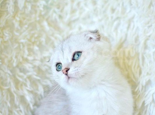 Miniklerimiz Yeni Yuvalarını Arıyor görsel