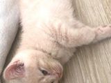 50 Günlük British Shorthair Erkek