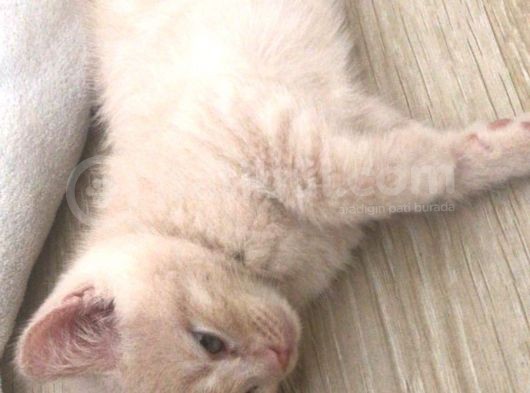 50 Günlük British Shorthair Erkek görsel