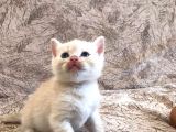 50 Günlük British Shorthair Erkek