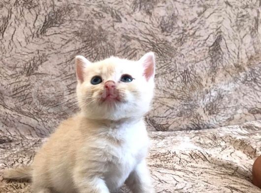 50 Günlük British Shorthair Erkek görsel