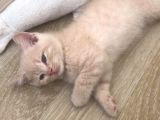 50 Günlük British Shorthair Erkek