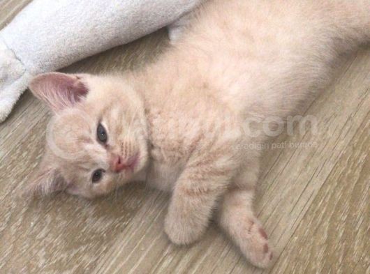 50 Günlük British Shorthair Erkek görsel