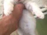 50 Günlük British Shorthair Erkek