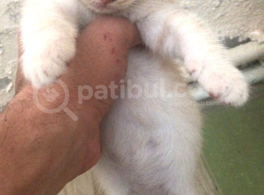 50 Günlük British Shorthair Erkek görsel