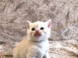 50 Günlük British Shorthair Erkek