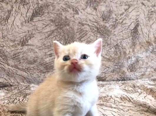 50 Günlük British Shorthair Erkek