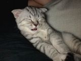 Oyuncu Yavru Scottish Kedi