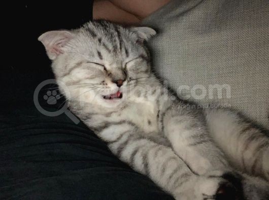 Oyuncu Yavru Scottish Kedi görsel