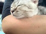 Oyuncu Yavru Scottish Kedi