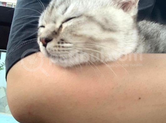 Oyuncu Yavru Scottish Kedi görsel