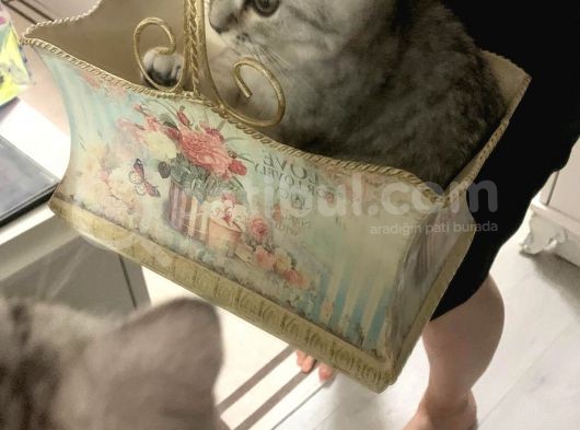 Oyuncu Yavru Scottish Kedi görsel