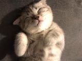 Oyuncu Yavru Scottish Kedi