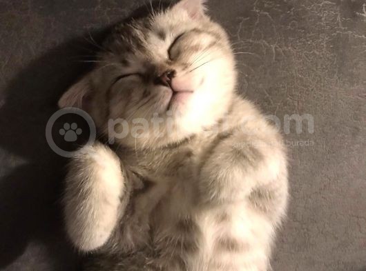 Oyuncu Yavru Scottish Kedi görsel
