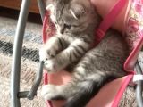 Oyuncu Yavru Scottish Kedi