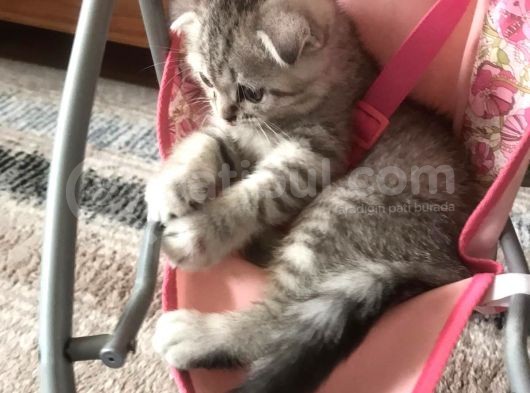 Oyuncu Yavru Scottish Kedi