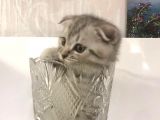 Oyuncu Yavru Scottish Kedi